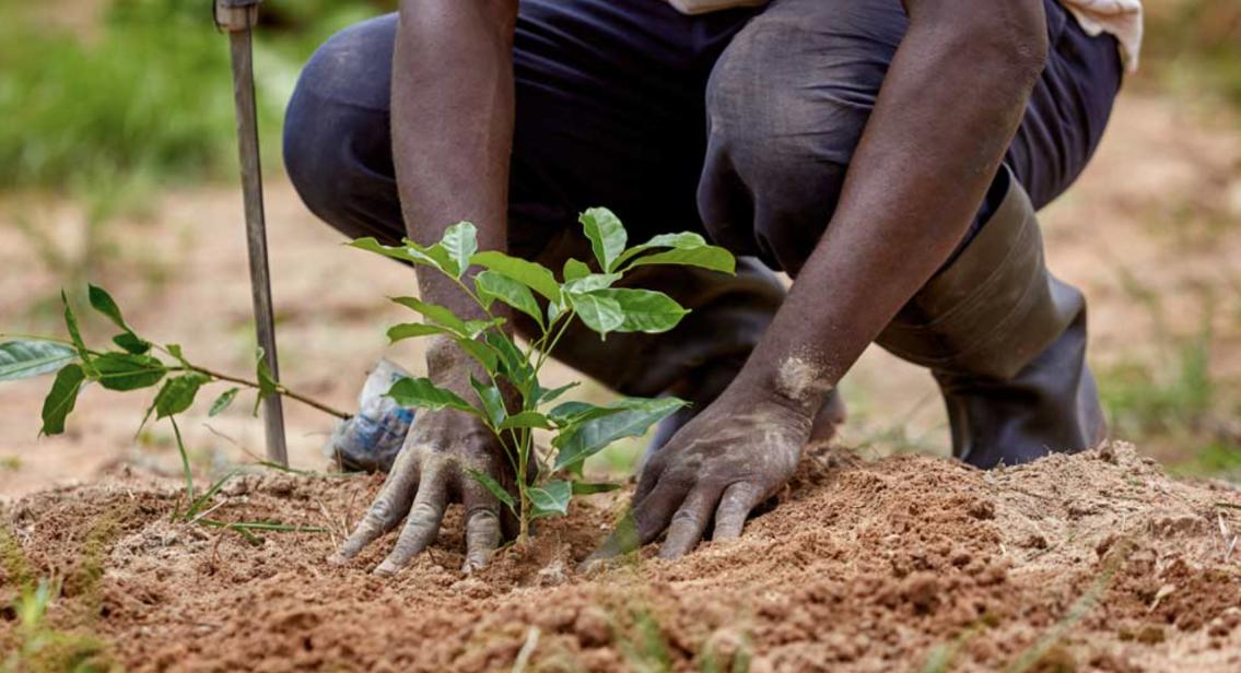A Sasfino team member planting a tree seedling